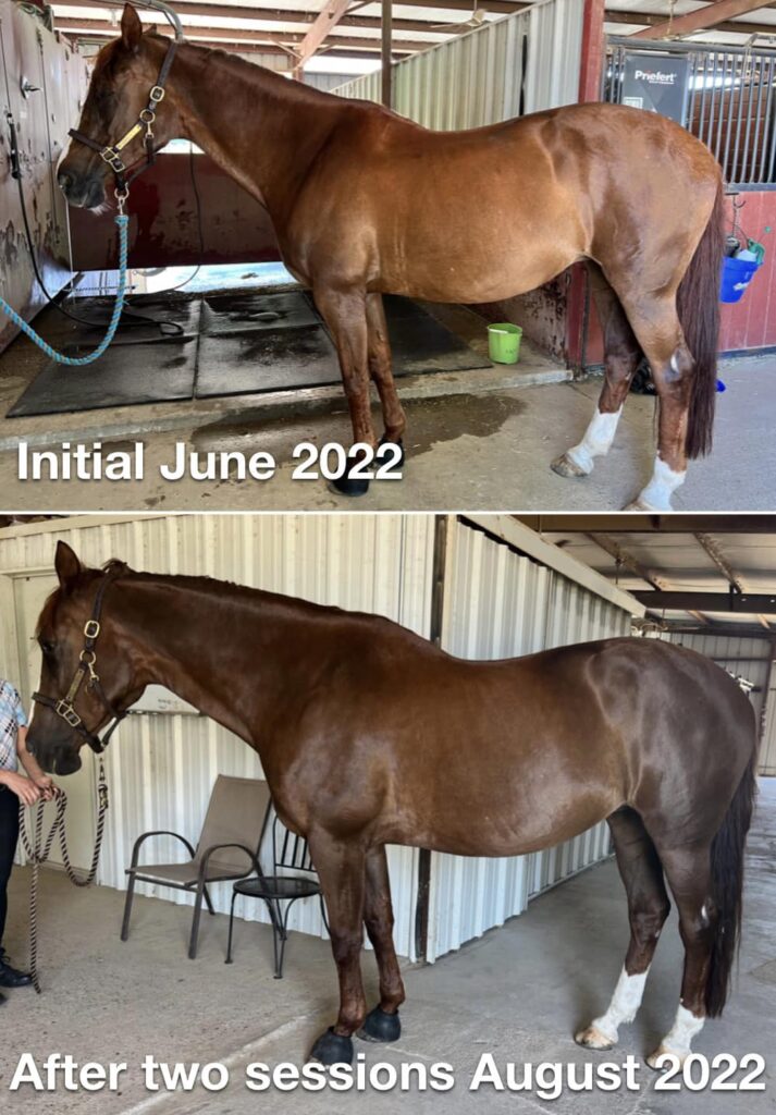 Practitioner performing craniosacral therapy on a horse to alleviate musculoskeletal and nervous system disorders.