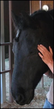 Horse receiving craniosacral therapy to relieve tension and improve mobility.
