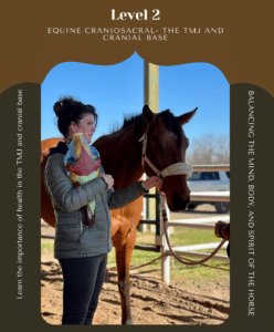 Practitioner performing craniosacral therapy focusing on a horse's TMJ and cranial base.