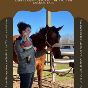Practitioner performing craniosacral therapy focusing on a horse's TMJ and cranial base.