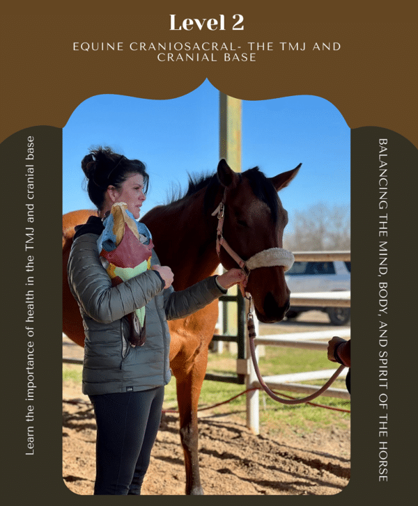 Practitioner performing craniosacral therapy focusing on a horse's TMJ and cranial base.