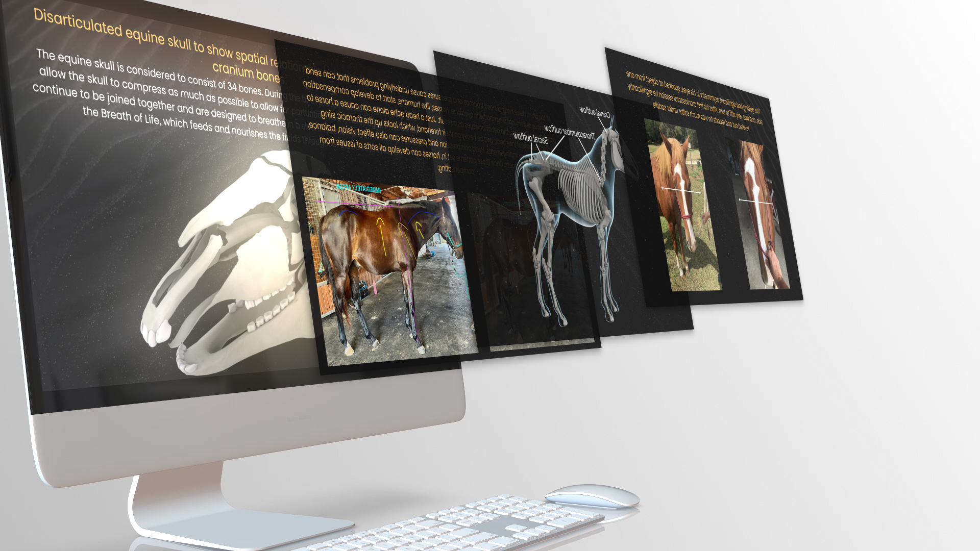 Horse receiving a calming craniosacral therapy session to relieve tension and improve mobility.