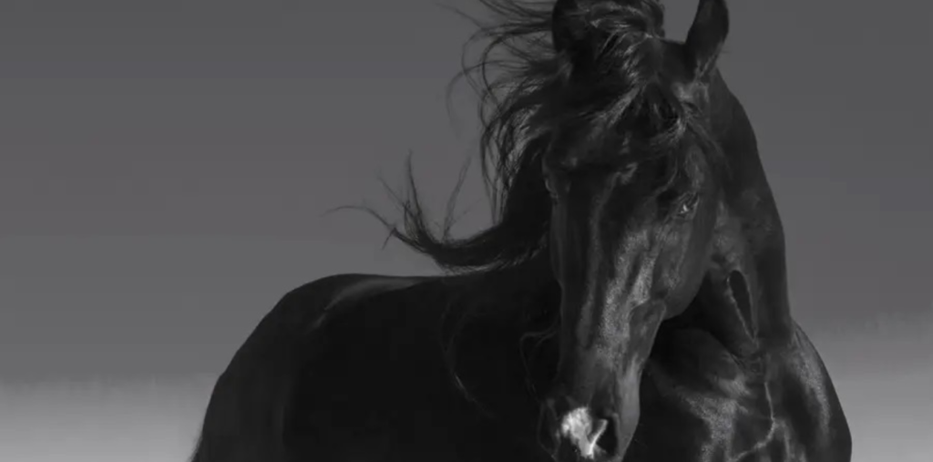 Shea Stewart, founder of Equine Balance, with a horse, demonstrating her connection and expertise in equine craniosacral therapy.