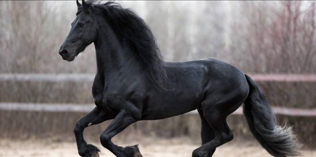 Equine craniosacral therapy practitioner releasing tension in the horse’s muscles and nervous system.