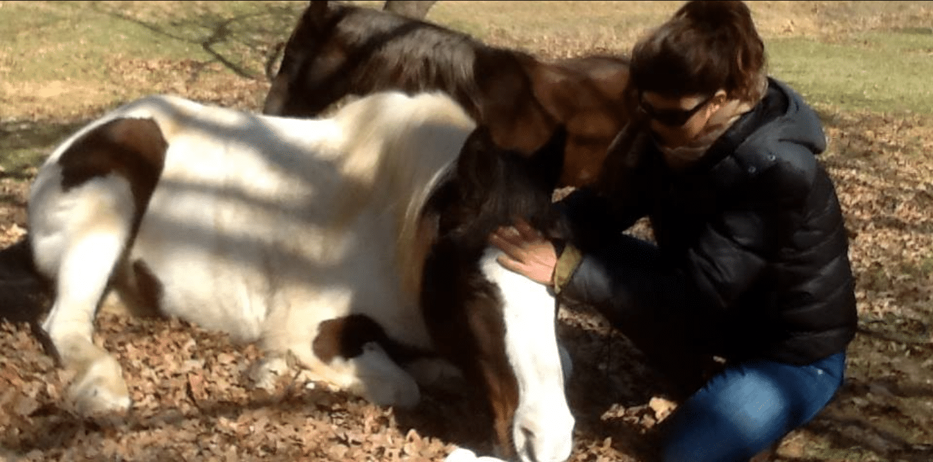 Practitioner applying gentle craniosacral therapy techniques to a horse for improved relaxation and alignment.