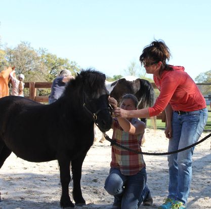 Practitioner using craniosacral therapy to provide healing touch for horse’s nervous system.