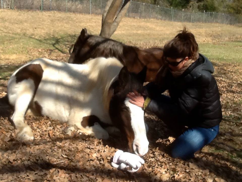 Horse and rider engaging in a mutual gaze, establishing a deep connection through body language.
