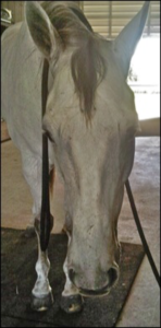 Equine practitioner applying craniosacral techniques to ease headshaking syndrome in a horse.