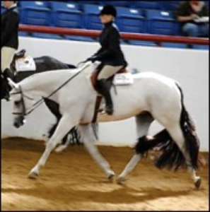 Practitioner using craniosacral therapy to address nerve sensitivity in a horse with headshaking syndrome.