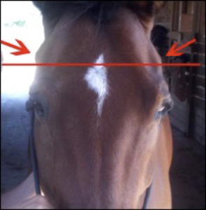 Equine practitioner performing craniosacral therapy to relieve tension in a horse with headshaking syndrome.