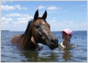 Equine craniosacral therapy session focused on relieving nerve tension in a headshaking horse.