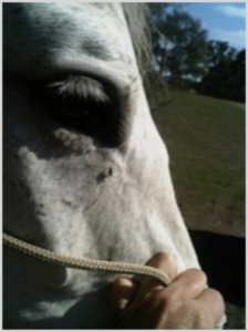 Equine craniosacral therapy practitioner working on a horse to alleviate headshaking syndrome.
