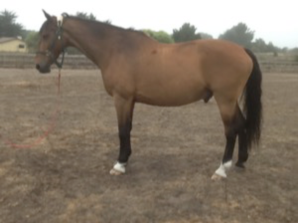 Horse undergoing craniosacral therapy for relief from headshaking syndrome symptoms.