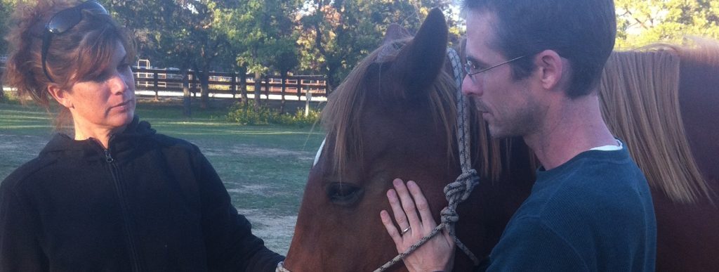 Equine practitioner performing craniosacral therapy to support a horse’s health and balance.