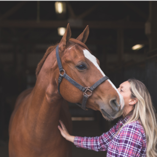 Practitioner performing craniosacral therapy on a horse to enhance connection and well-being.