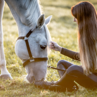 Equine craniosacral practitioner assessing a horse’s posture and movement during a therapy session.