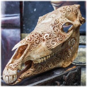 Introduction to Equine Craniosacral Anatomy through A Biodynamic Lens