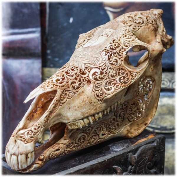 Introduction to Equine Craniosacral Anatomy through A Biodynamic Lens