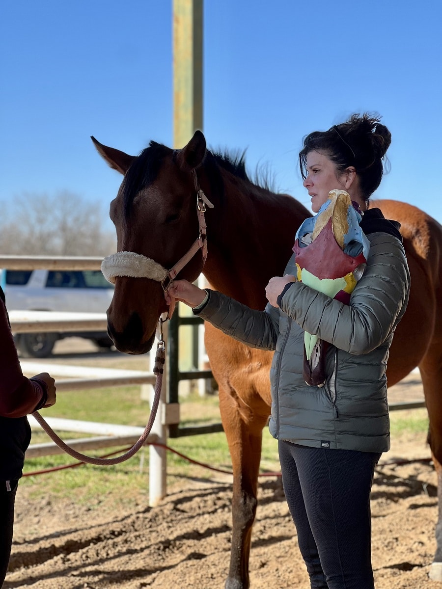 Practitioner performing craniosacral therapy on a horse to alleviate TMJ pain and improve balance.