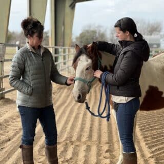 Hands-on craniosacral therapy technique targeting TMJ dysfunction in a horse.