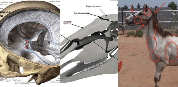 Shea Stewart and Emma Loftus discussing equine craniosacral therapy focusing on trauma from a biodynamic perspective.
